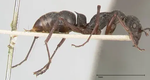 Diacamma rugosum specimen FOCOL0405 image focol0405_4