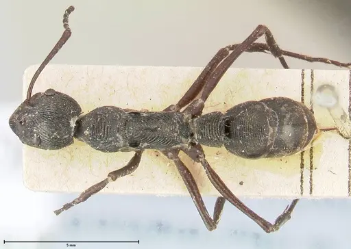 Diacamma rugosum specimen FOCOL0406 image focol0406_1