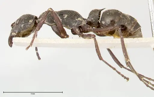 Diacamma rugosum specimen FOCOL0406 image focol0406_3