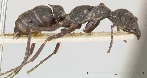 Diacamma rugosum specimen FOCOL0406 image focol0406_4