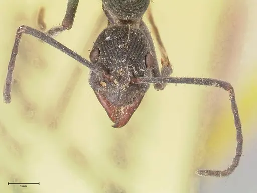 Diacamma rugosum specimen FOCOL0938 image focol0938_2