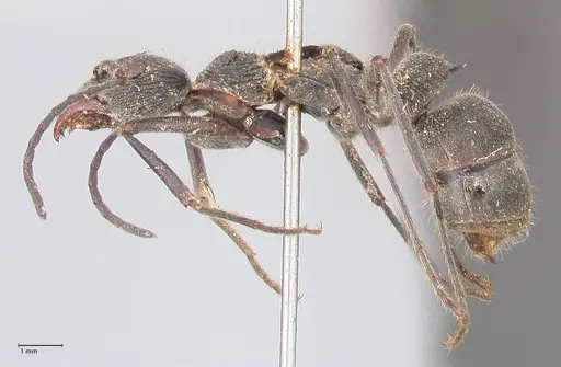 Diacamma rugosum specimen FOCOL0938 image focol0938_3