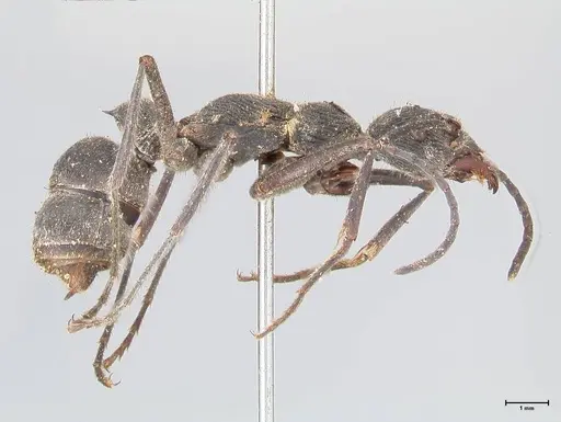 Diacamma rugosum specimen FOCOL0938 image focol0938_4