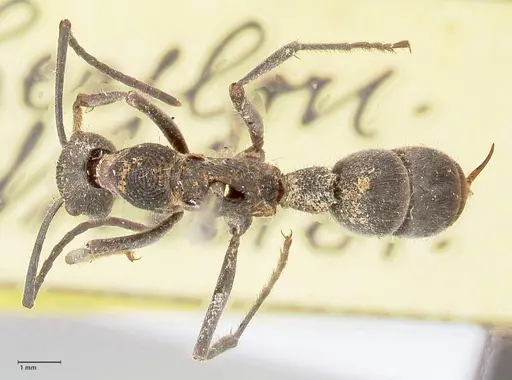 Diacamma rugosum specimen FOCOL0939 image focol0939_1