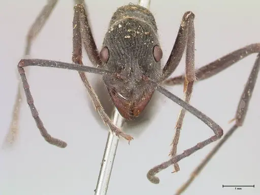 Diacamma rugosum specimen FOCOL0939 image focol0939_2