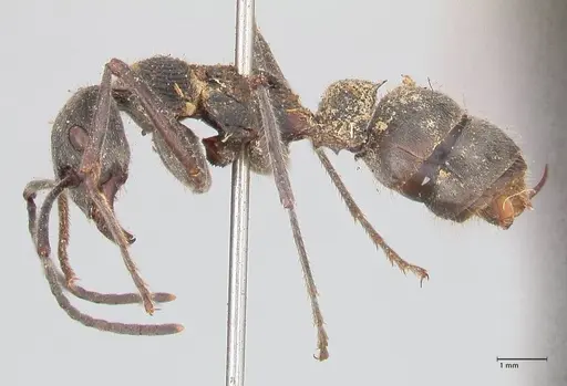 Diacamma rugosum specimen FOCOL0939 image focol0939_3