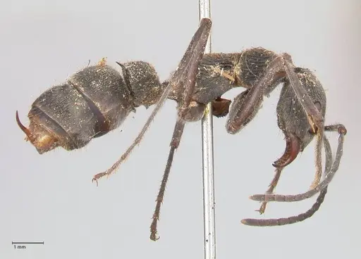 Diacamma rugosum specimen FOCOL0939 image focol0939_4