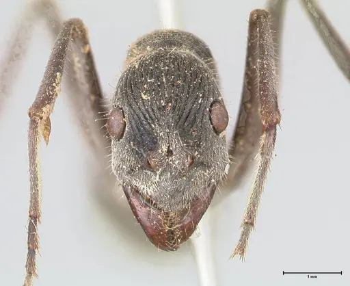 Diacamma rugosum specimen FOCOL0940 image focol0940_2