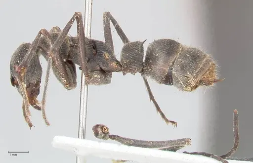 Diacamma rugosum specimen FOCOL0940 image focol0940_3