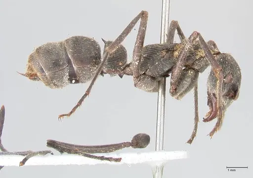 Diacamma rugosum specimen FOCOL0940 image focol0940_4