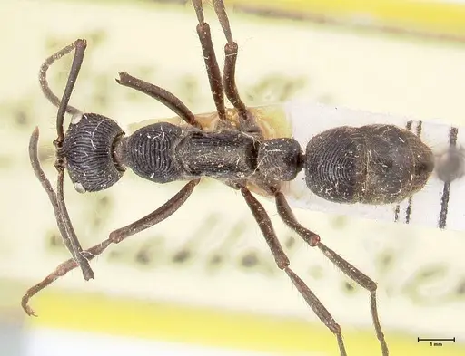 Diacamma rugosum specimen FOCOL0941 image focol0941_1
