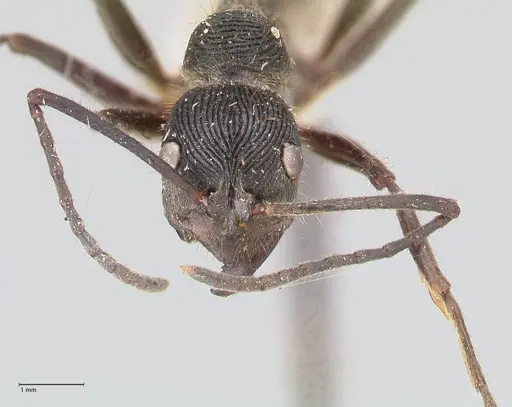 Diacamma rugosum specimen FOCOL0941 image focol0941_2