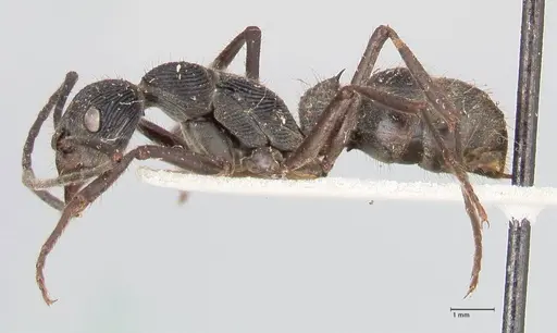 Diacamma rugosum specimen FOCOL0941 image focol0941_3