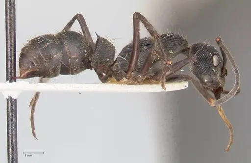 Diacamma rugosum specimen FOCOL0941 image focol0941_4