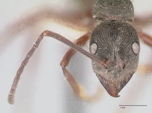 Diacamma rugosum specimen FOCOL0942 image focol0942_2