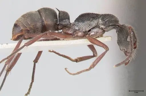 Diacamma rugosum specimen FOCOL0942 image focol0942_4