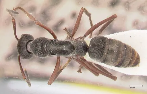 Diacamma rugosum specimen FOCOL0943 image focol0943_1