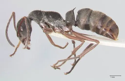 Diacamma rugosum specimen FOCOL0943 image focol0943_3
