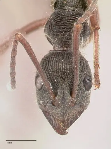 Diacamma rugosum specimen FOCOL0944 image focol0944_2