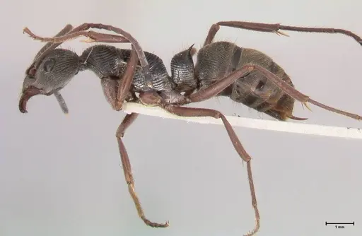 Diacamma rugosum specimen FOCOL0944 image focol0944_3
