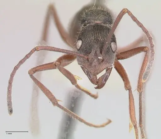 Diacamma rugosum specimen FOCOL0945 image focol0945_2