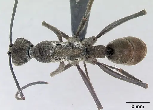 Diacamma scalpratum specimen CASENT0173639 image casent0173639_1