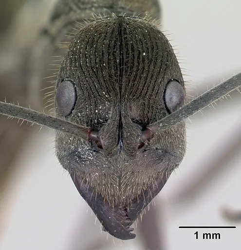 Diacamma scalpratum specimen CASENT0173639 image casent0173639_2
