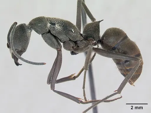 Diacamma scalpratum specimen CASENT0173639 image casent0173639_3