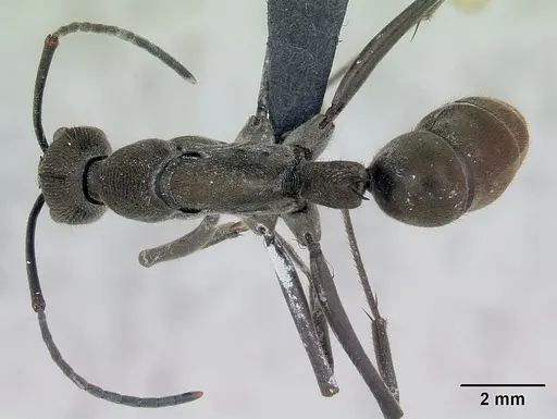 Diacamma scalpratum specimen CASENT0173640 image casent0173640_1