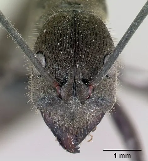Diacamma scalpratum specimen CASENT0173640 image casent0173640_2