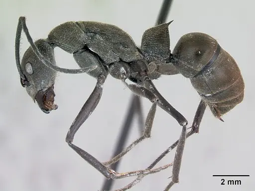Diacamma scalpratum specimen CASENT0173640 image casent0173640_3