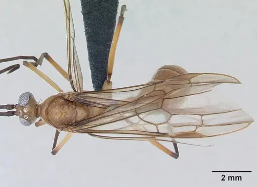 Diacamma scalpratum specimen CASENT0173643 image casent0173643_1