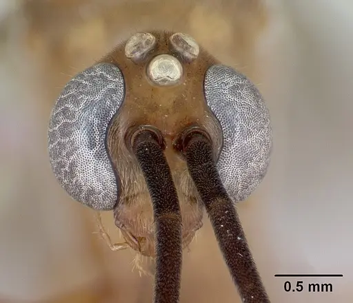 Diacamma scalpratum specimen CASENT0173643 image casent0173643_2