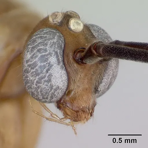 Diacamma scalpratum specimen CASENT0173643 image casent0173643_3