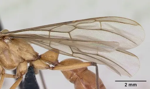 Diacamma scalpratum specimen CASENT0173643 image casent0173643_5