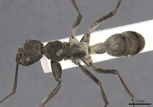 Diacamma scalpratum specimen CASENT0900667 image casent0900667_1