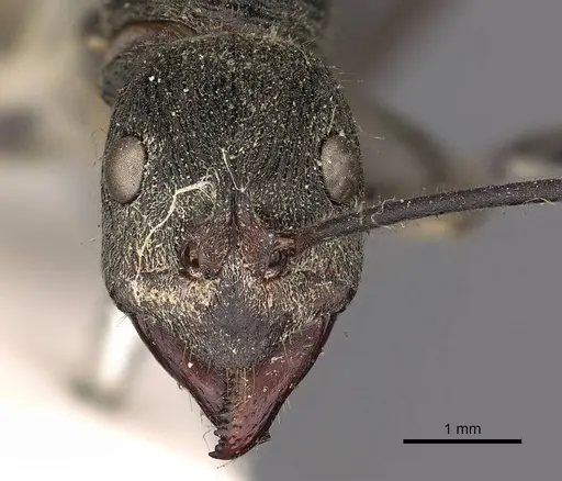 Diacamma scalpratum specimen CASENT0900667 image casent0900667_2