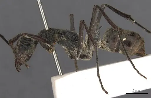 Diacamma scalpratum specimen CASENT0900667 image casent0900667_3