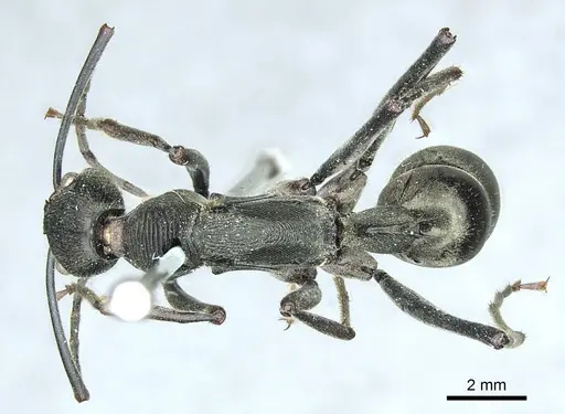 Diacamma scalpratum specimen CASENT0915970 image casent0915970_1