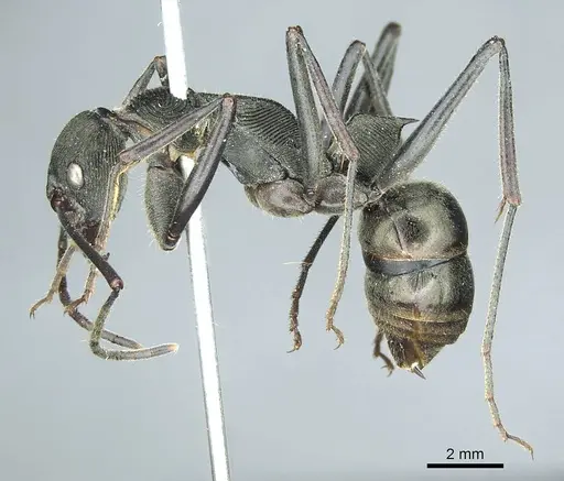 Diacamma scalpratum specimen CASENT0915970 image casent0915970_3
