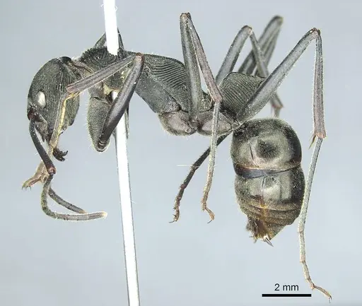 Diacamma scalpratum specimen CASENT0915970 image casent0915970_4