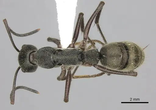 Diacamma schoedli specimen CASENT0260419 image casent0260419_1