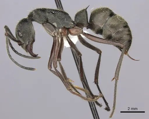 Diacamma schoedli specimen CASENT0260419 image casent0260419_3
