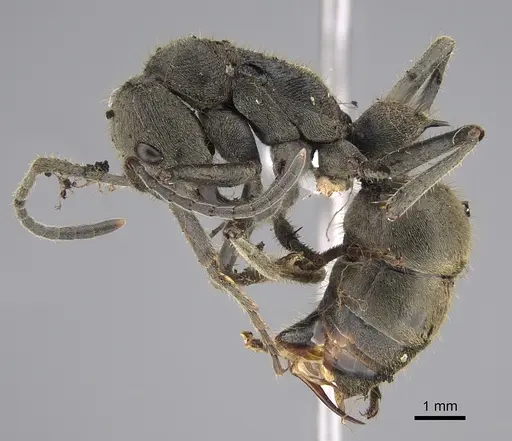 Diacamma schoedli specimen CASENT0887816 image casent0887816_1