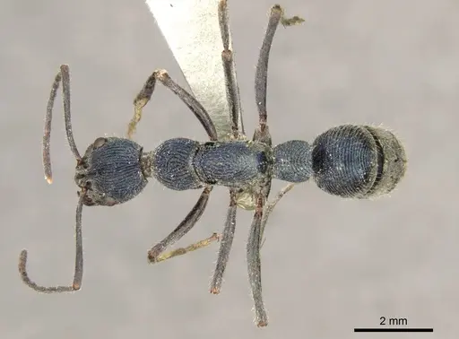 Diacamma sikkimense specimen CASENT0916091 image casent0916091_1