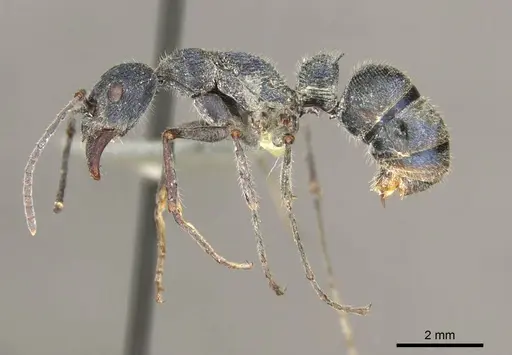 Diacamma sikkimense specimen CASENT0916091 image casent0916091_3