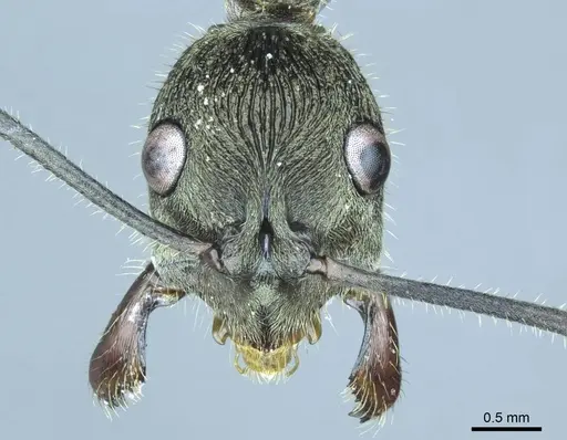 Diacamma symposium specimen CASENT0916094 image casent0916094_2