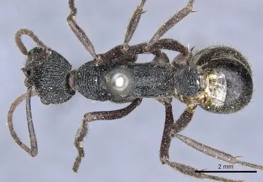 Diacamma timorense specimen CASENT0903869 image casent0903869_1