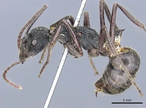 Diacamma timorense specimen CASENT0903869 image casent0903869_3