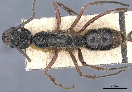 Diacamma timorense specimen CASENT0903870 image casent0903870_1